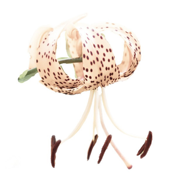 10th PlaceAngela Conklin Art~Design