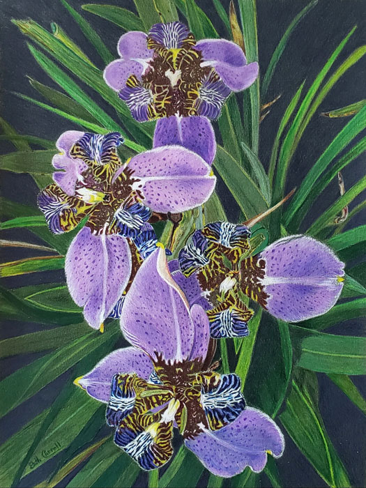 Beth Carroll