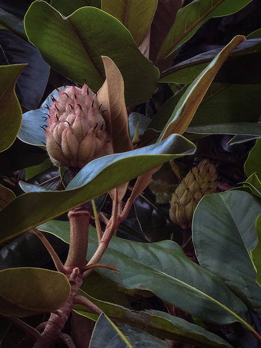 2nd PlacePatricia Schnepf