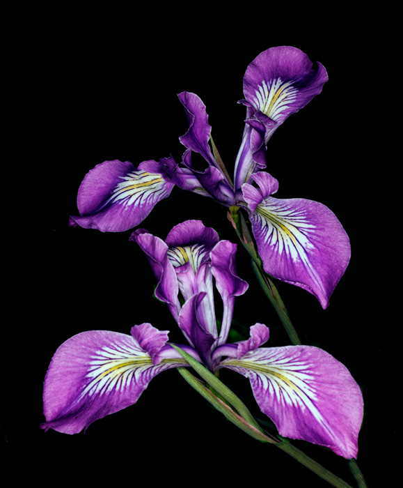 Don Jacobson Photography