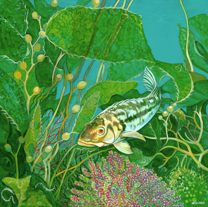 Stephen Holman