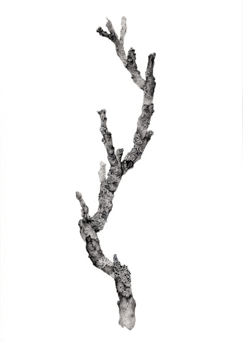 Ginko Bergel