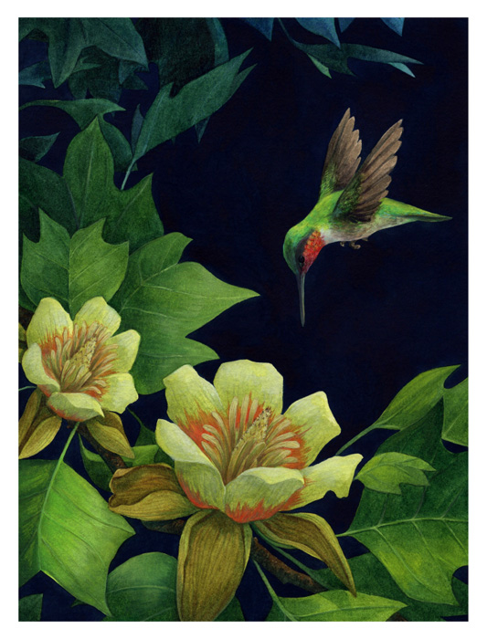 Ginko Bergel