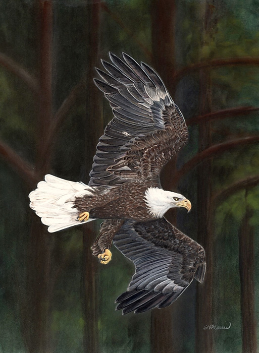 Susan H Morris