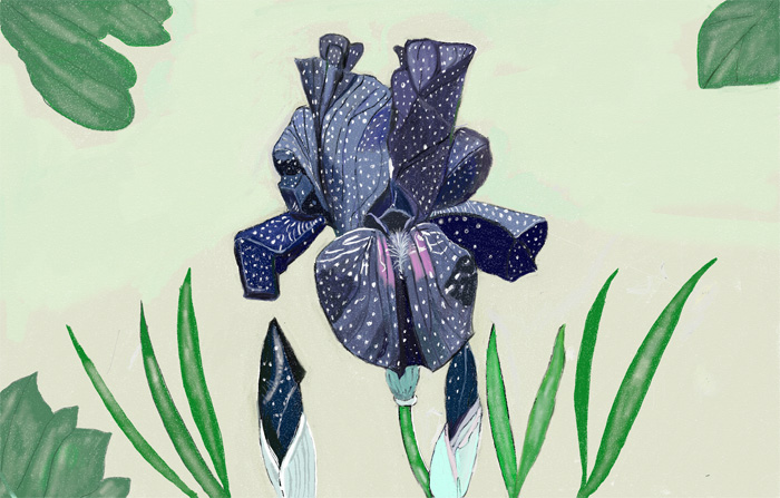 Judith Krongard