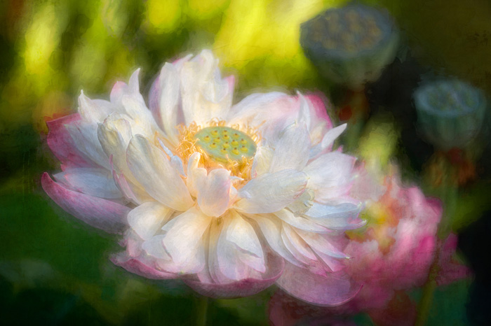 Sheryl's Virtual Garden