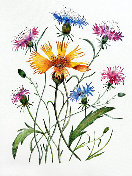 Irina Anis