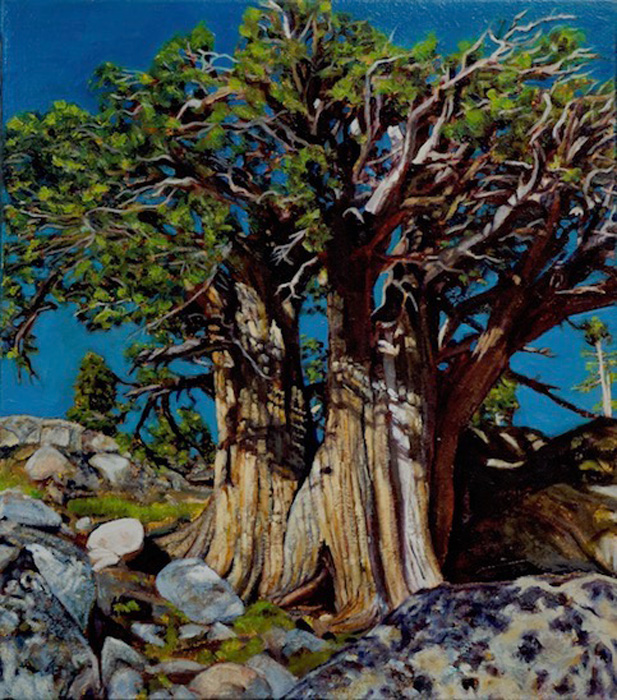 “Juniperus occidentalis II”