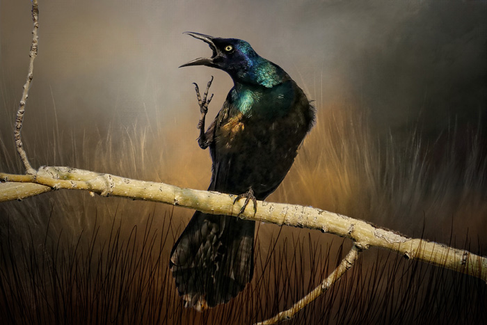 “Call of the Grackle”