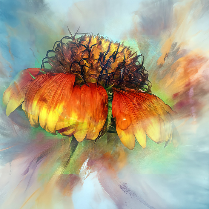 Coneflower
