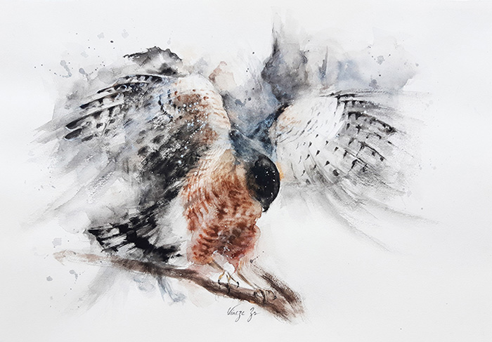 “Cooper’s Hawk ready to fly”