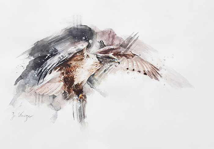 “Ferruginous Hawk”
