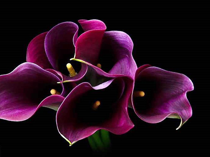 Hon. Mention – Diane Sanderson