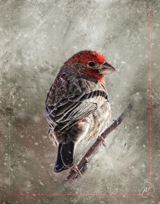 "House Finch"