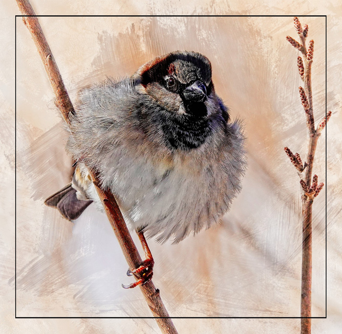 "House Sparrow"