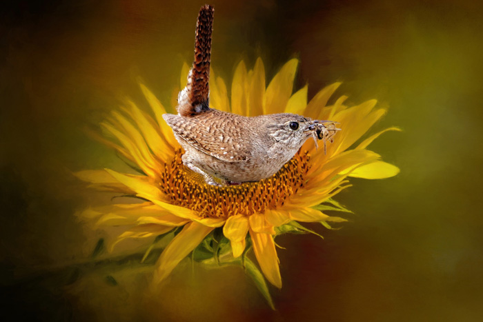 "House Wren"