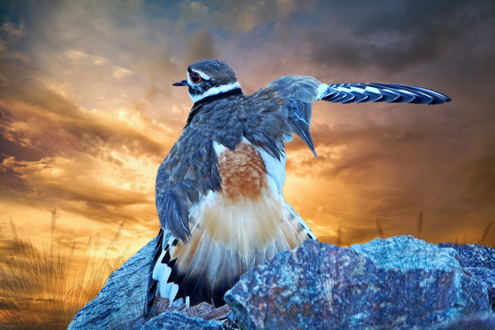 "Killdeer"