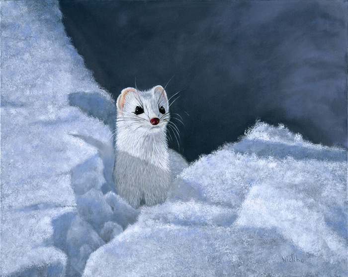 “Cute ermine”