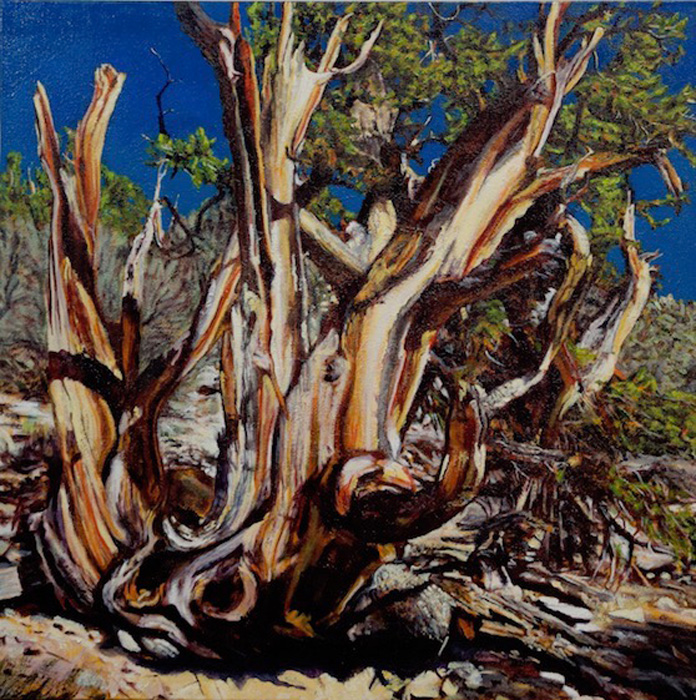 “Pinus longaeva II”