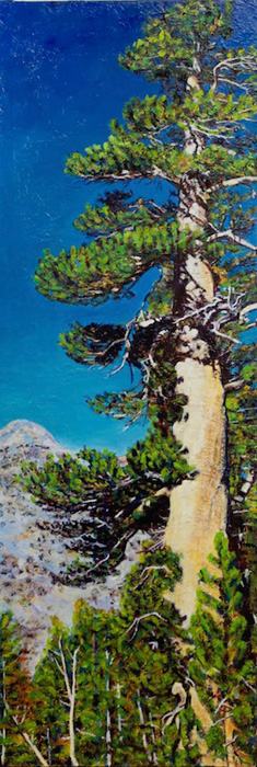 “Pinus monticola”