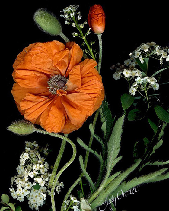 Judith M Orcutt – “Poppy and Spirea” - www.quilligraphy.com