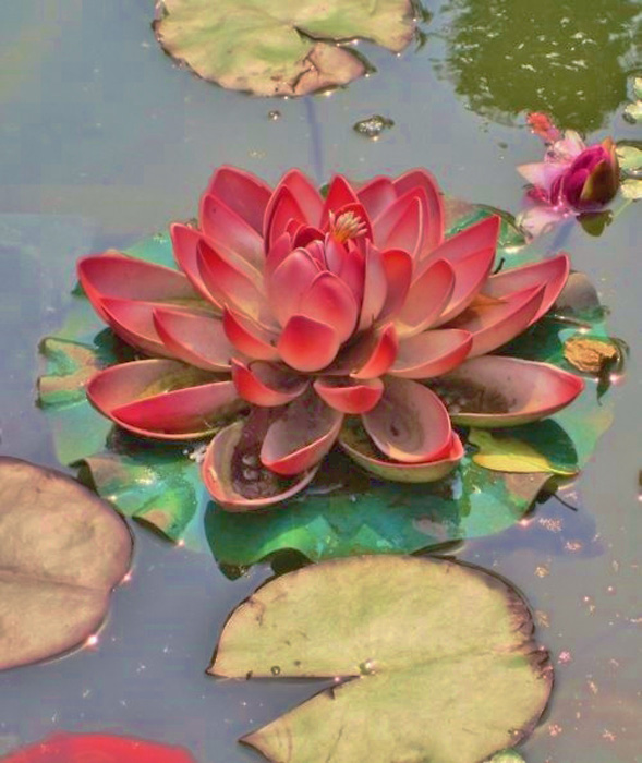 Kelley Jakelis – “Queen of the water lilies” - kelley.jakelis@yahoo.com