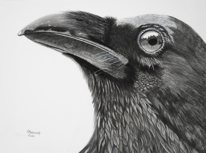 Lorna Beecroft – “Raven” - www.lornabeecroftartist.com