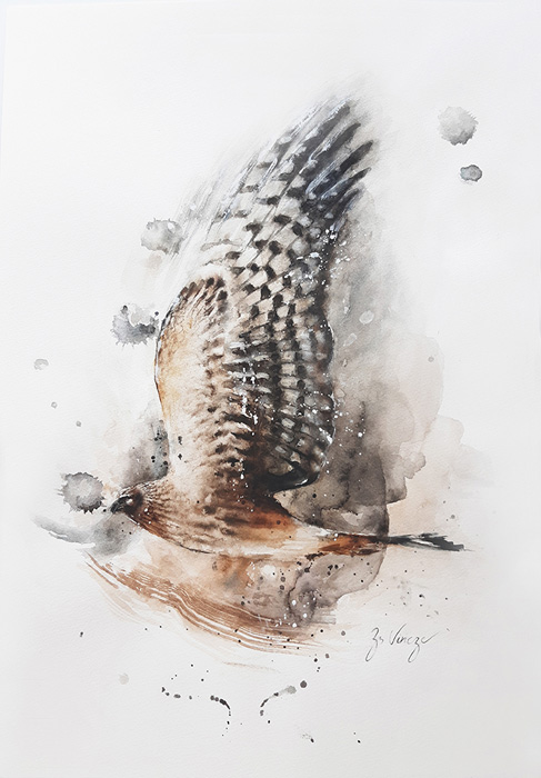 “Han Harrier”