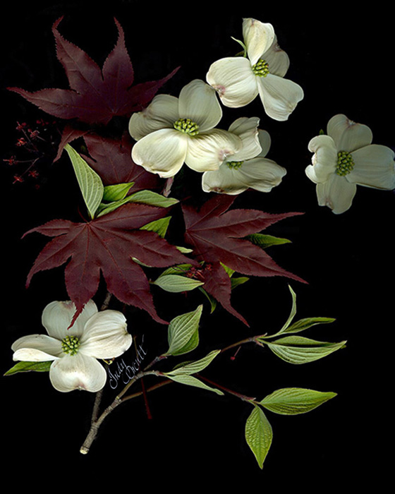 “Dogwood flowers and Japanese Maple leaves”