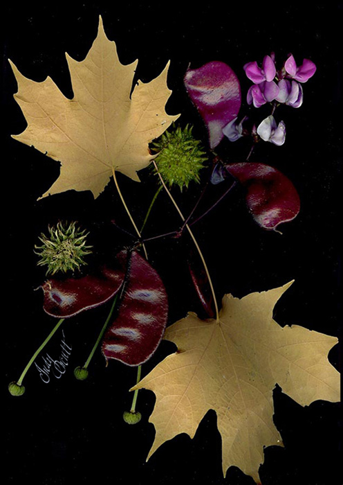 “Poppy and Spirea”