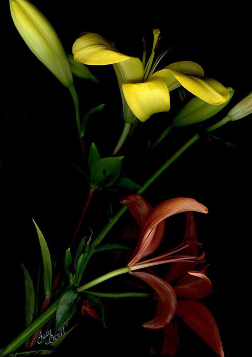 “Day lilies awakening”