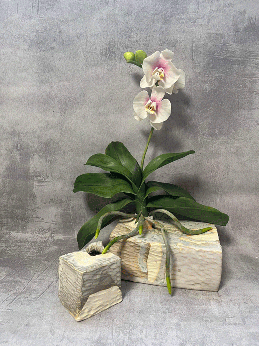 Lin Zhao Jun – "Moth Orchid" - michelle.lin0922@gmail.com